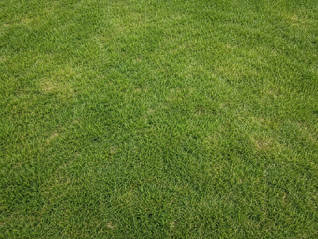 Bovenaanzicht van een gazon met middengroen gras en subtiele kleurverschillen tussen plukken