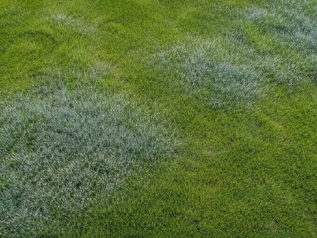 Blauw gras bloeit: oorzaken, diagnose en wat je nu doet