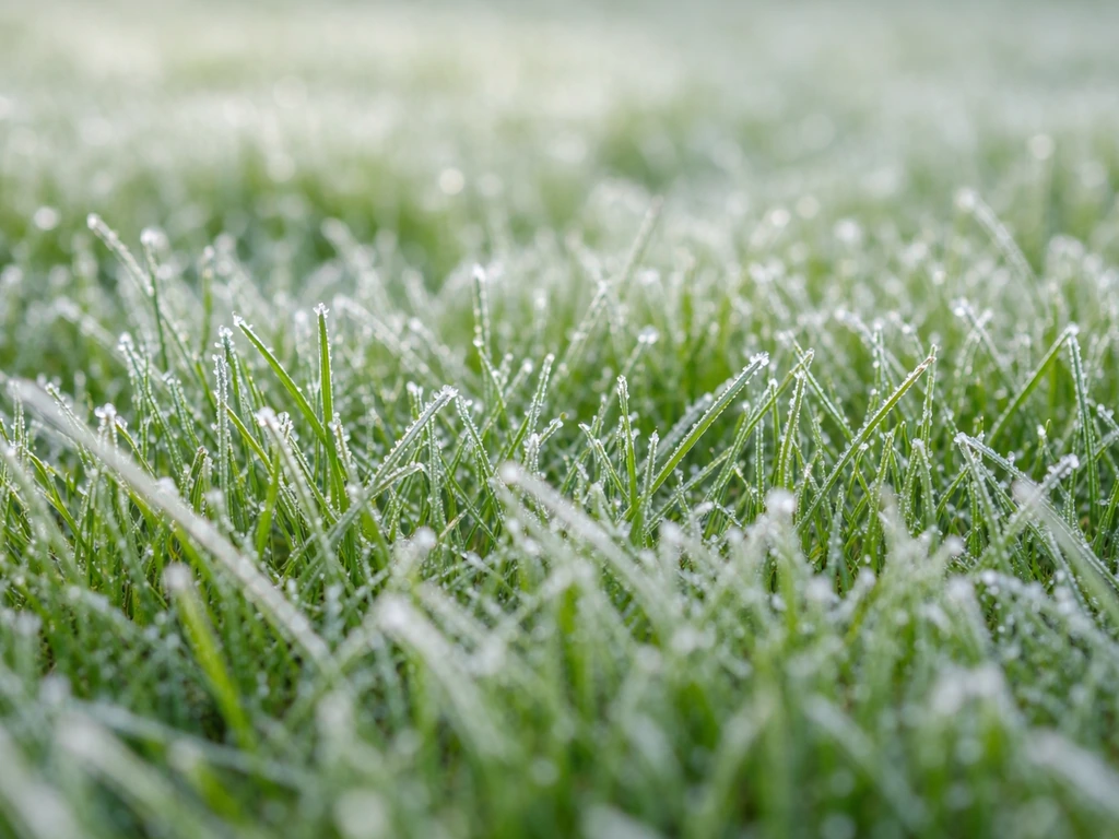 Groen gras met witte sneeuw: wat is het en wat nu doen?