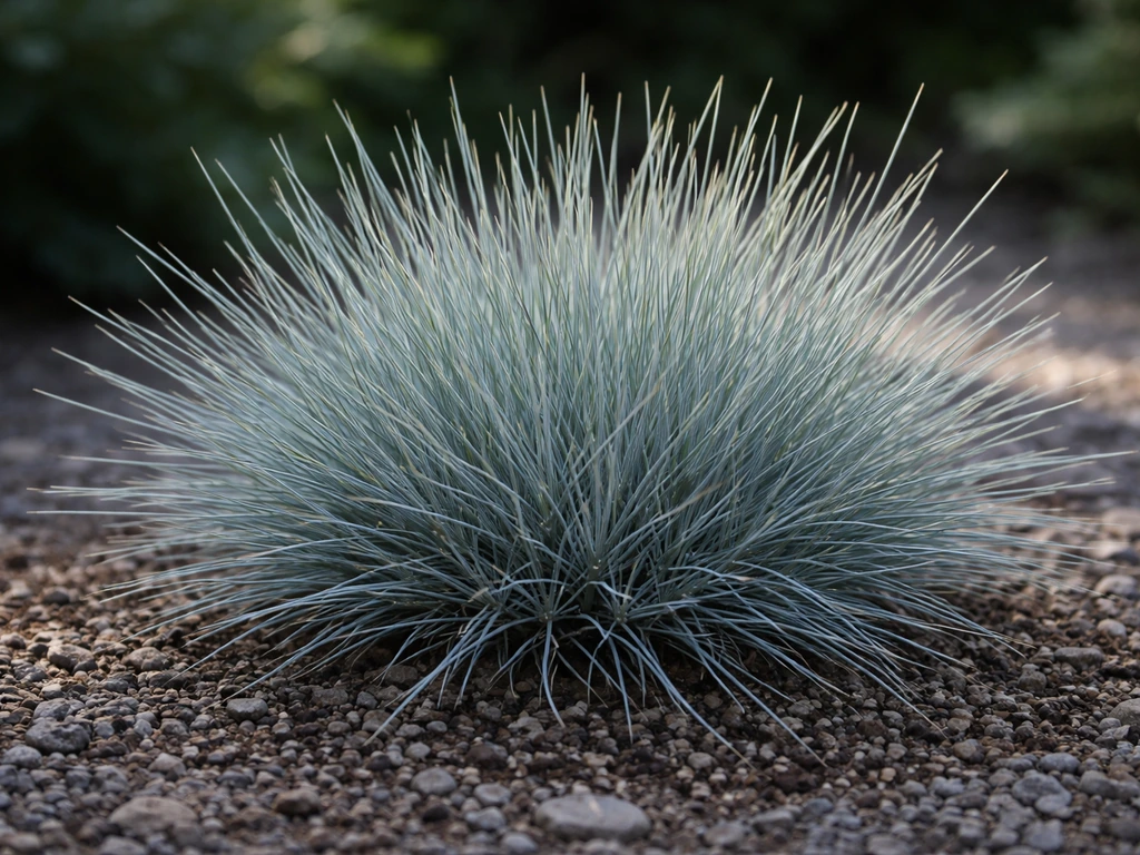Close-up van Festuca glauca met blauwgrijze, fijne sprieten in een polvorm.
